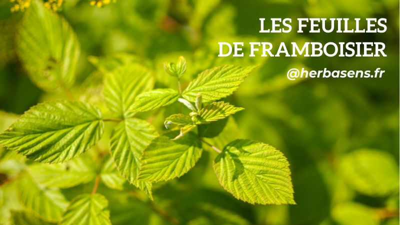 Les vertus des feuilles de framboisier - Phytothérapie Herbasens