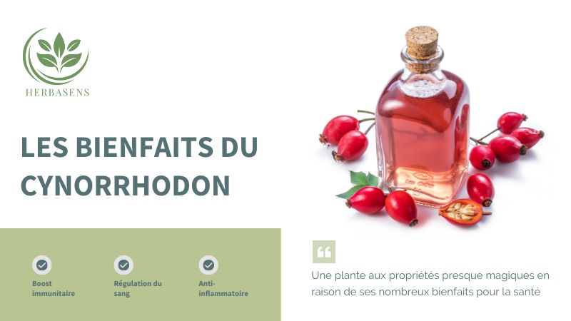 Cynorrhodon Bio - Herbasens