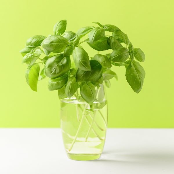 Herbasens 1 Herbasens - Santé - Bien-être - Phytothérapie